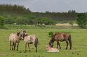 07 Oostvaardersplassen, konikpaarden